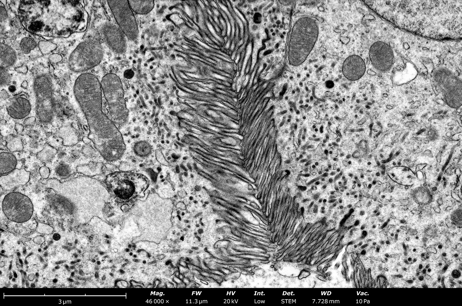 An image of kidney tissue using SEM